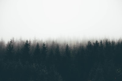 浓雾笼罩的树影
